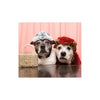 Sookie and Ivy Crochet Cute Dog Hats